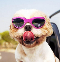 DOOGLES – og solbriller for mindre hunder. – Hundefor